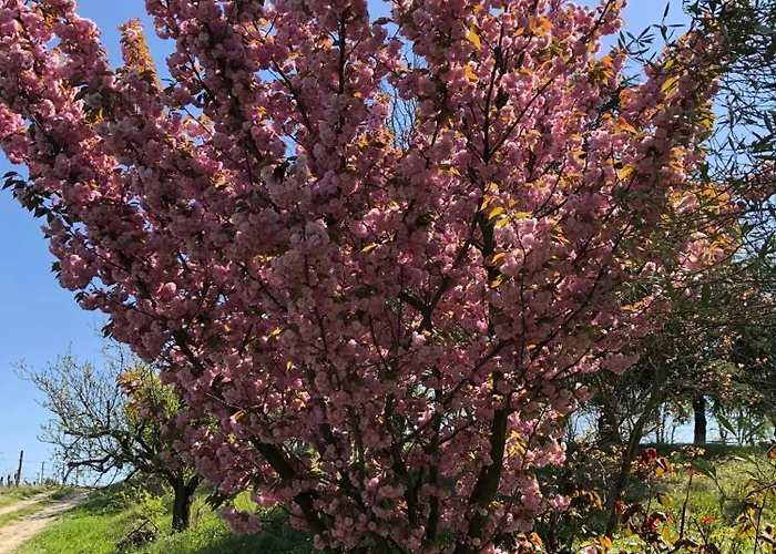 Bella Collina Lägenhet Fontanile
